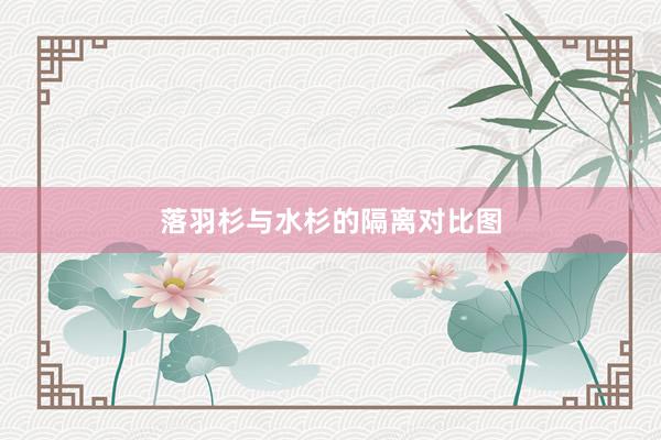 落羽杉与水杉的隔离对比图